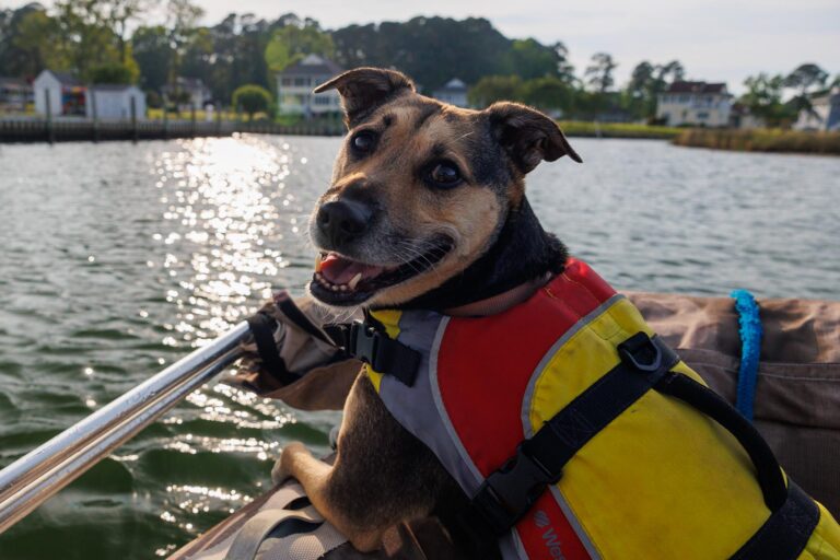 SAILING WITH DOGS - 24 Awesome Things Every Boat Dog Needs