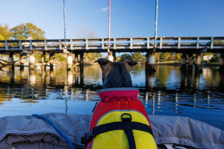 Boating with Dogs – Travfurler