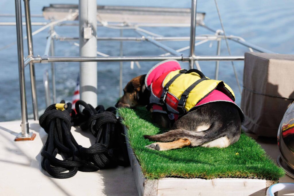 SAILING WITH DOGS - 24 Awesome Things Every Boat Dog Needs