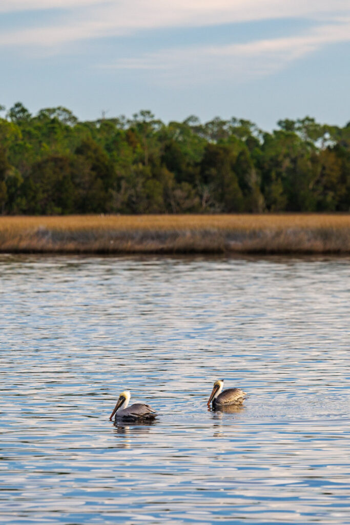 Gulf Crossing vs. Big Bend - Pelicans outside of Steinhatchee