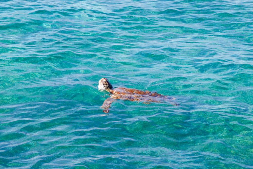 We spotted a turtle while snorkeling in Florida. This was in Islamorada!
