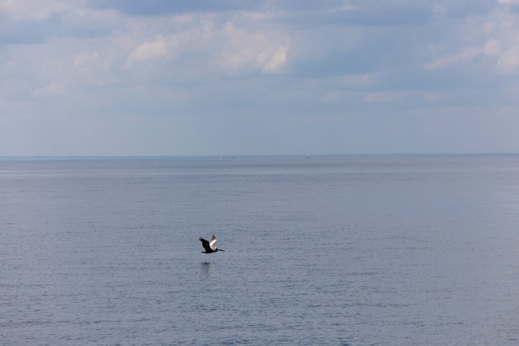 pelican flying over Chesapeake Bay