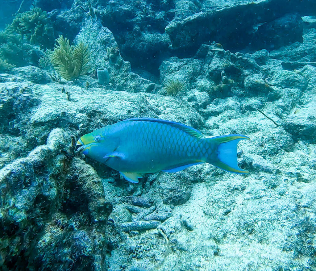 A bright blue fish that was spotted while snorkeling in Florida.