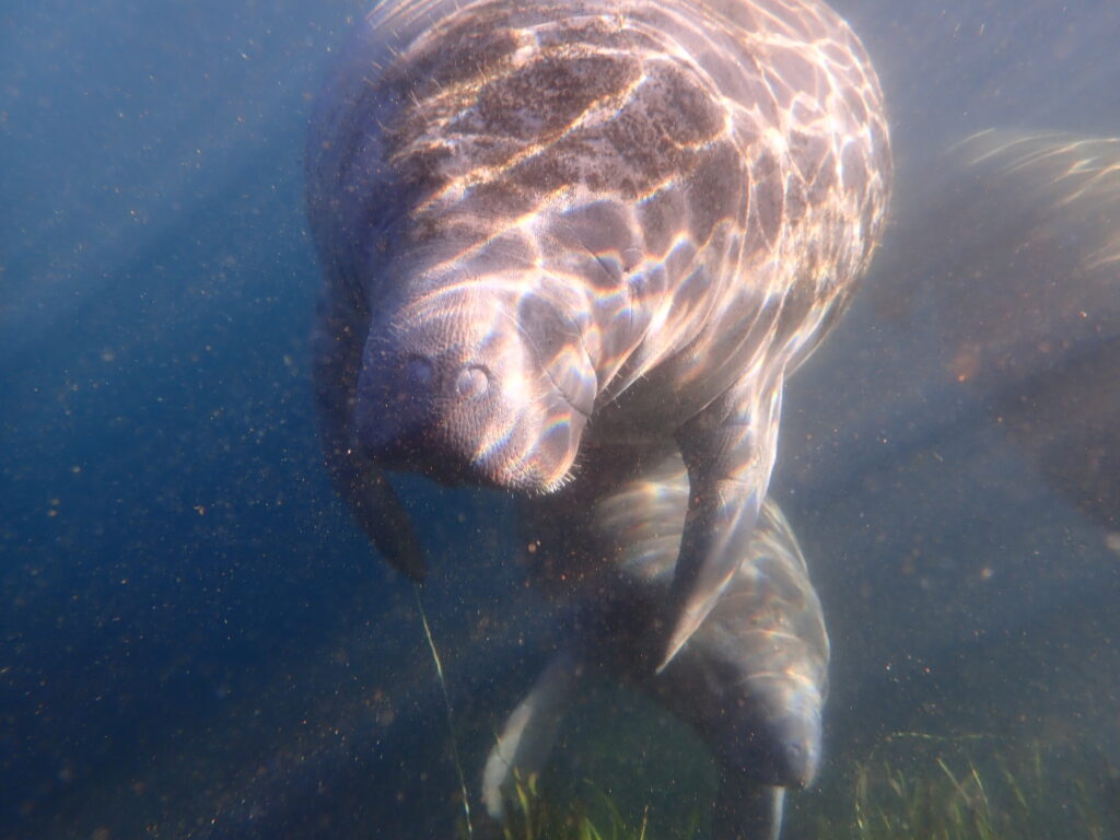 Up close photo of a manatee taken while snorkeling in Florida.