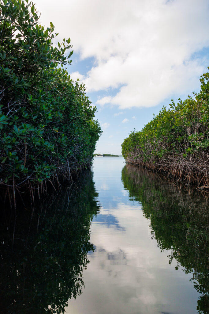 The mangrove channel at Green Turtle Hammock Nature Preserve that leads out to Little Basin; Florida Keys Kayaking