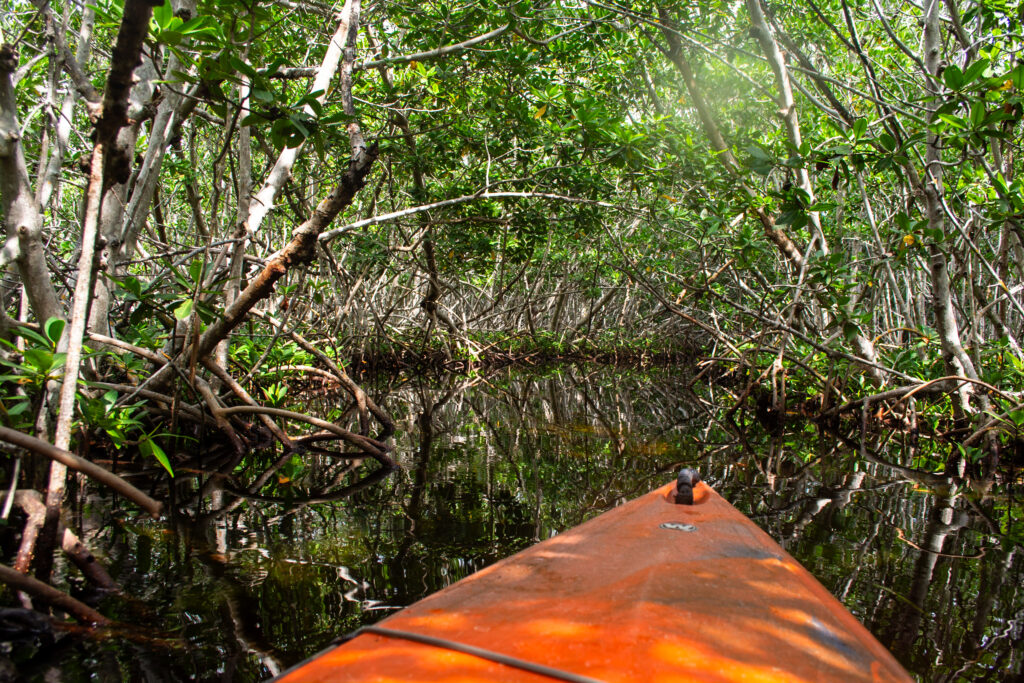 Kayaking through mangroves; Florida Keys Kayaking