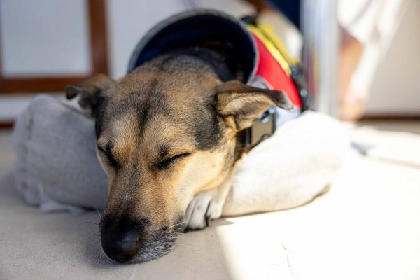 Boating with a Dog on America's Great Loop